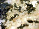 動物生薬、生薬の海馬の黒蟻