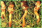 冬虫夏草の菌